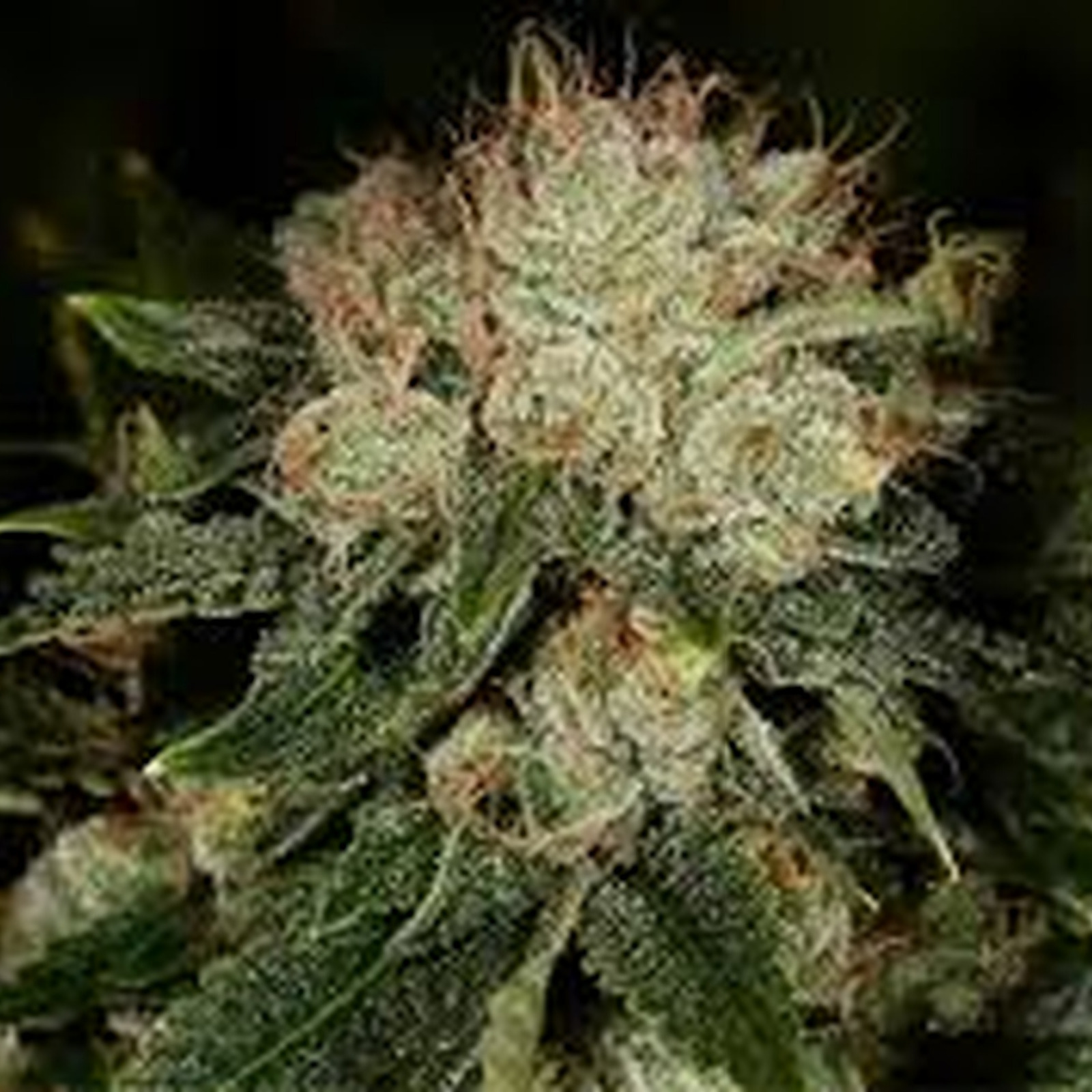 Bruce Banner #3